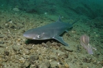 Katran alebo čiernomorský žralok: popis a distribúcia rýb