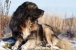 Kaukazský pastiersky pes