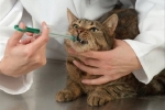 Ketofen pre mačky - návod na použitie a dávkovanie