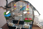 Papagájová klietka - chyby začínajúcich milovníkov vtákov a vlastnosti nákupu nového domova pre domáceho maznáčika