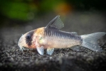 Chodby (corydoras) populárny druh