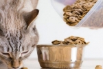 Krmivo pre mačky monge: zloženie a vlastnosti stravy