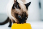 Holistické krmivo pre mačky: zoznam, hodnotenie, recenzie