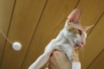 Cornish rex: popis plemena, starostlivosť a údržba