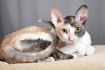 Cornish rex