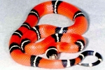 Had kráľovský (lampropeltis)