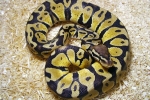 Royal python (regius python)