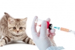Koronavírus u mačiek: príznaky a liečba koronavírusovej infekcie